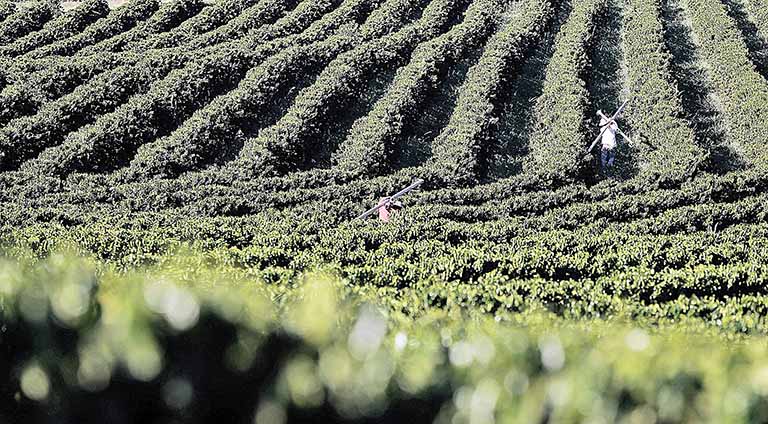 Desembolsos do crédito rural sobem 16% em Minas
