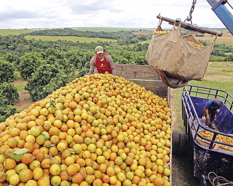 Tempo pode acentuar quebra em safra de laranja
