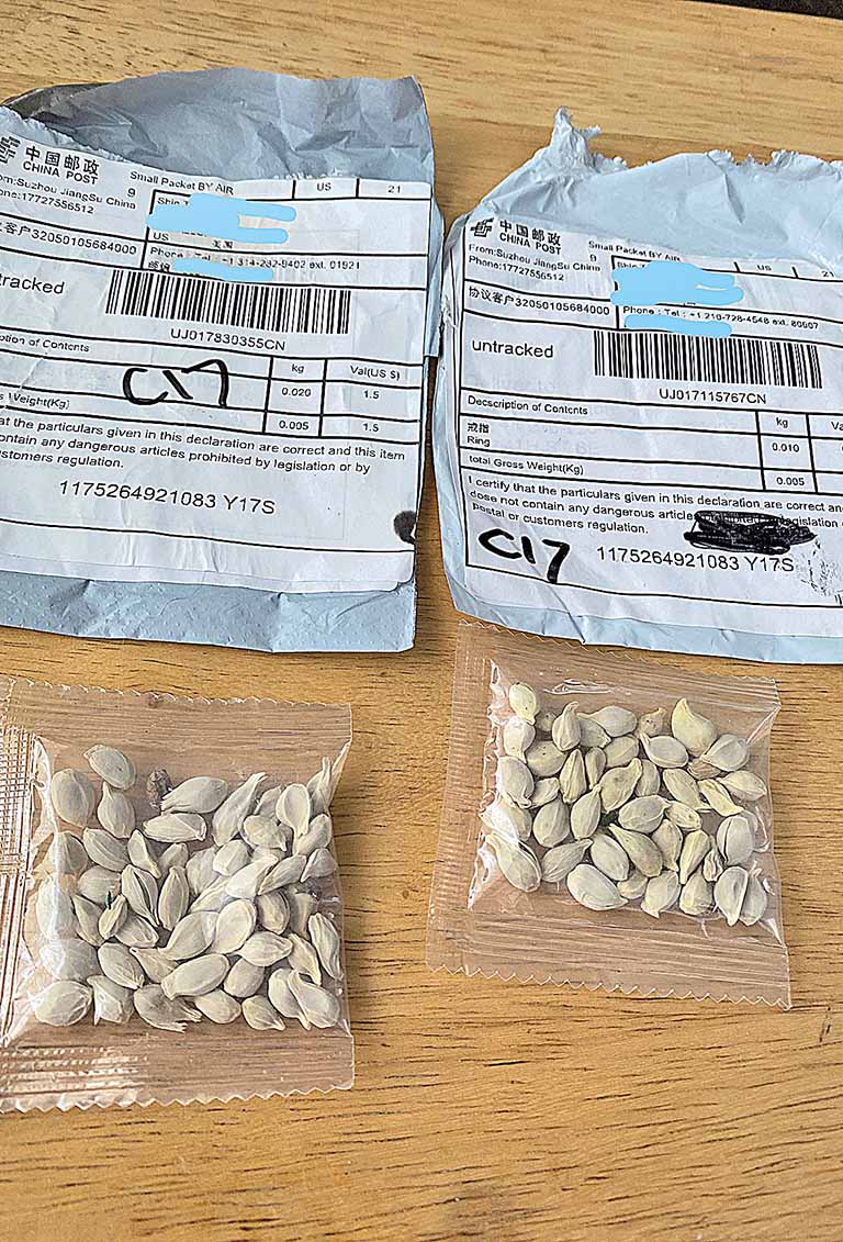 Fungos e bactérias são encontrados em sementes
