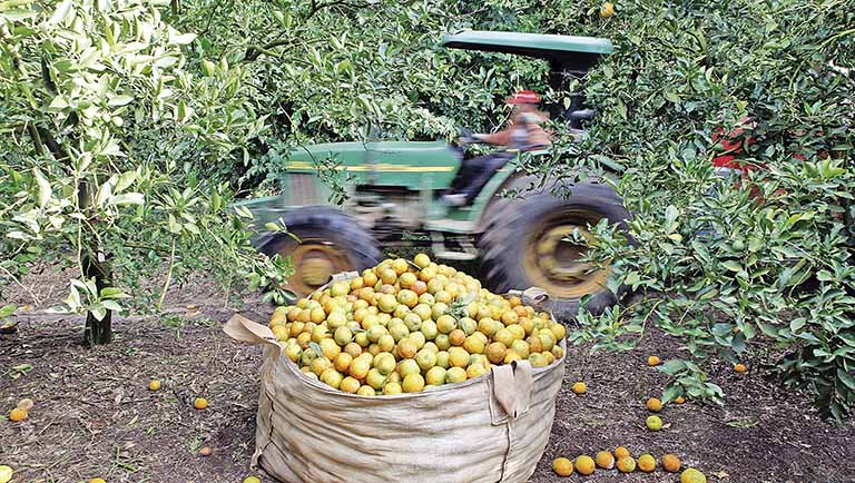 Exportações de suco de laranja do País caem 26% no 1º trimestre da safra