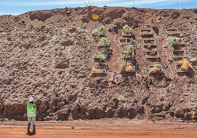 Pesquisa identifica plantas aptas a absorver níquel do solo