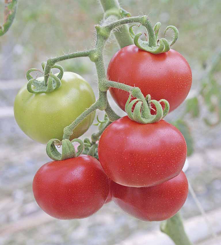 Forte calor dita dinâmica de preços de hortaliças e frutas