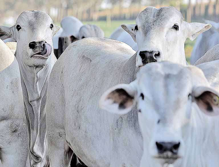 VBP do País deve atingir R$ 1,2 trilhão este ano