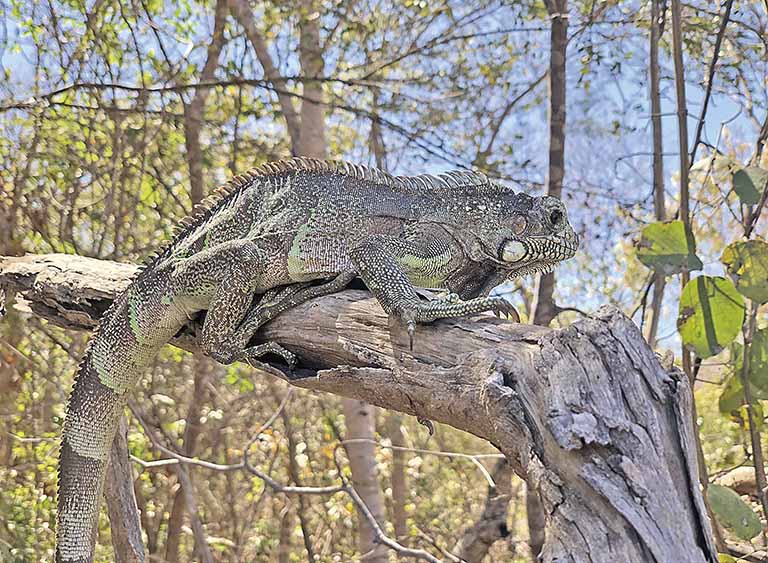 Asas reintegram animais silvestres