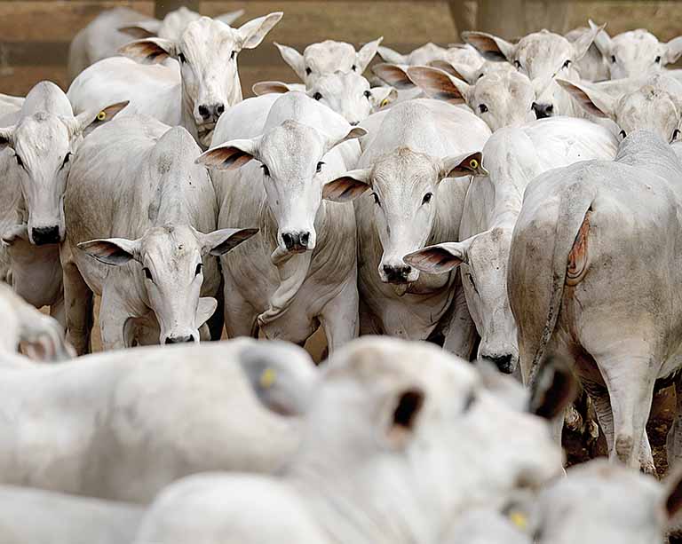 Governo avalia cobertura imunitária da febre aftosa em Minas