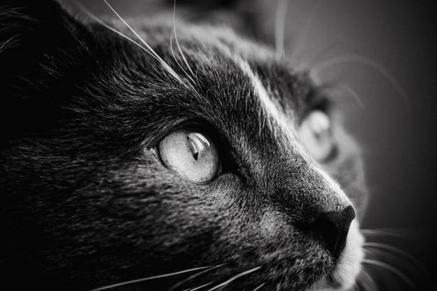 A cor do gato