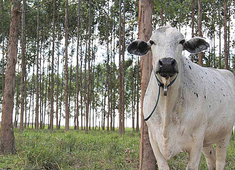 País recupera 26,8 mi de hectares degradados