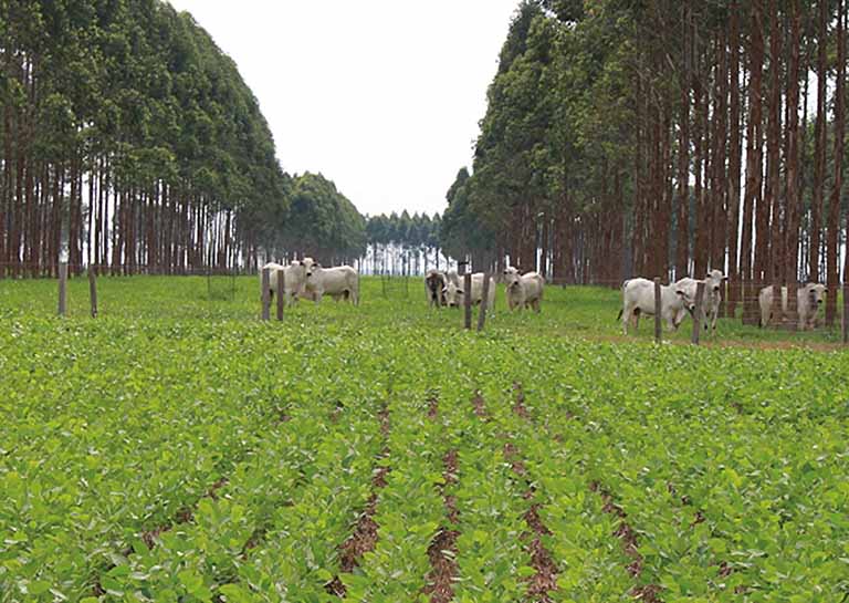 IDEIAS | A agricultura protetora do clima