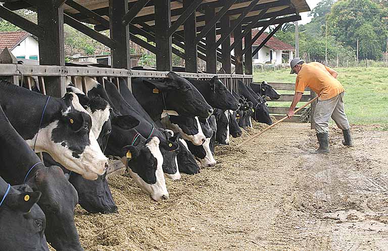 A alta no custo da alimentação do rebanho preocupa os produtores de leite em MG | Crédito: Divulgação