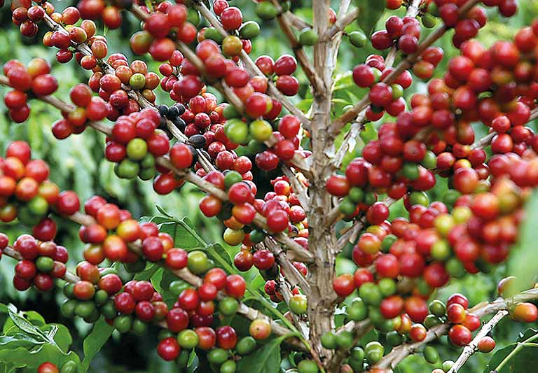 Região Vulcânica ganha marca única na Semana Internacional do Café