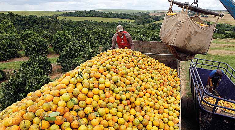 Fundecitrus eleva previsão de safra de laranja da região citrícola de São Paulo e Minas Gerais