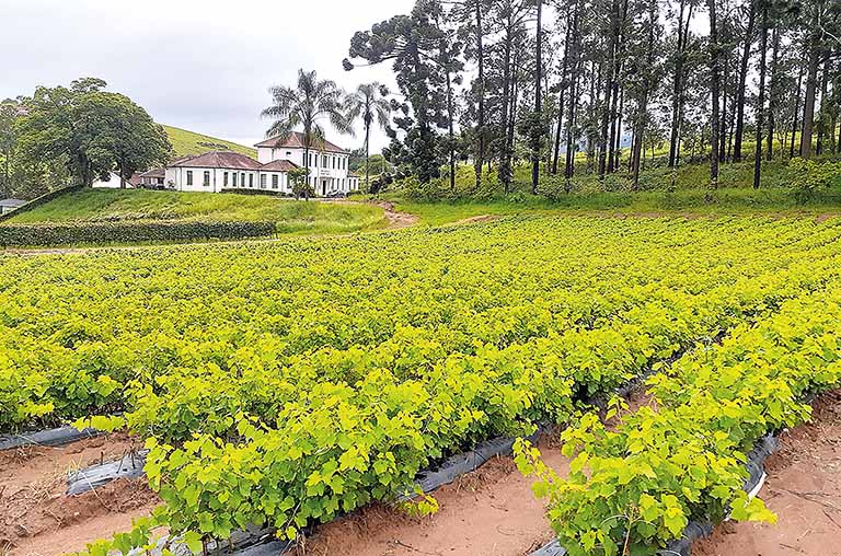 Epamig contribui para avanço de produção no País