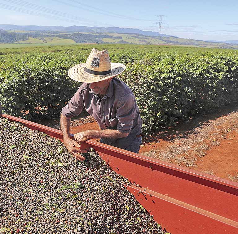 Perdas geradas com estiagem preocupam os cafeicultores