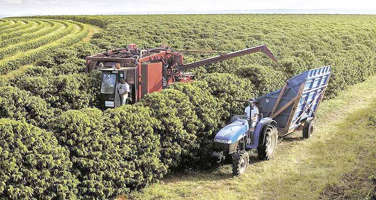 Colheita de café do Brasil passa da metade, mas tem atraso ante média, diz Safras