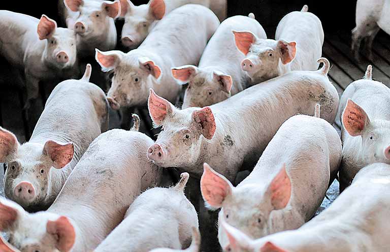 Produção nacional de suínos e frangos sobe em 2020 com a demanda externa