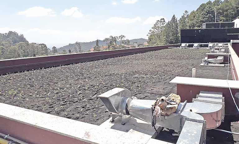 Telhados verdes podem evitar enchentes