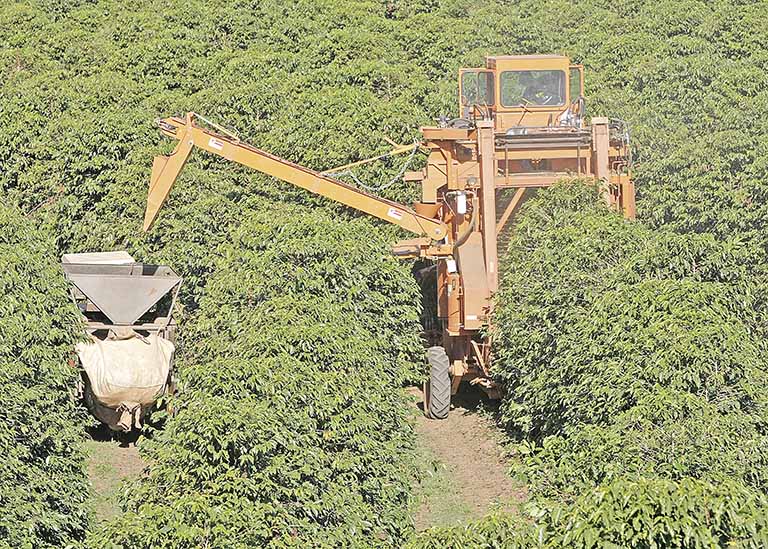 O café atingiu uma participação de 33,6% no VBP agrícola do Estado em 2020 | Crédito: REUTERS/Paulo Whitaker