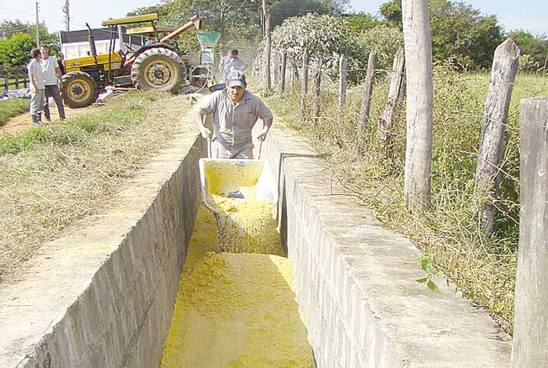 Silagem de milho reidratado favorece dieta