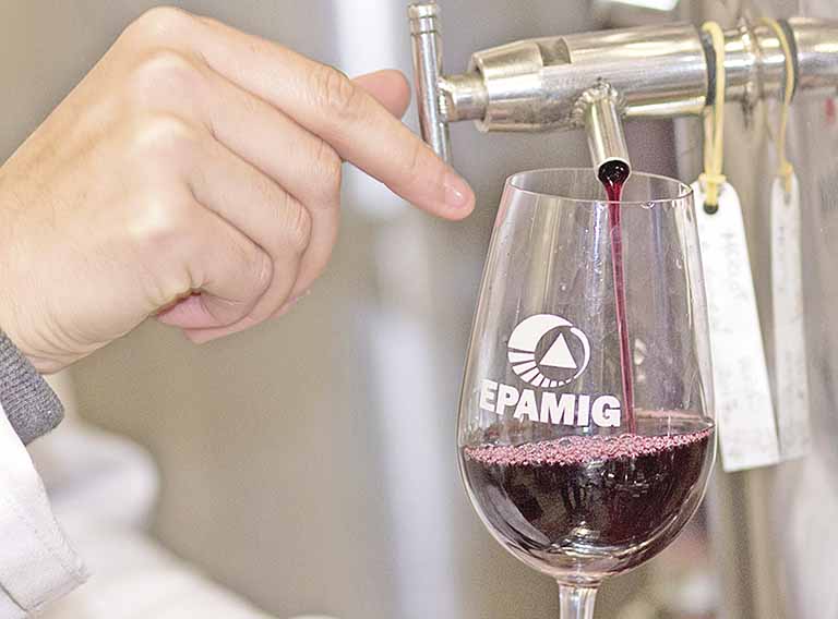 Epamig pesquisa variedades de uva para ampliar produção de vinhos finos