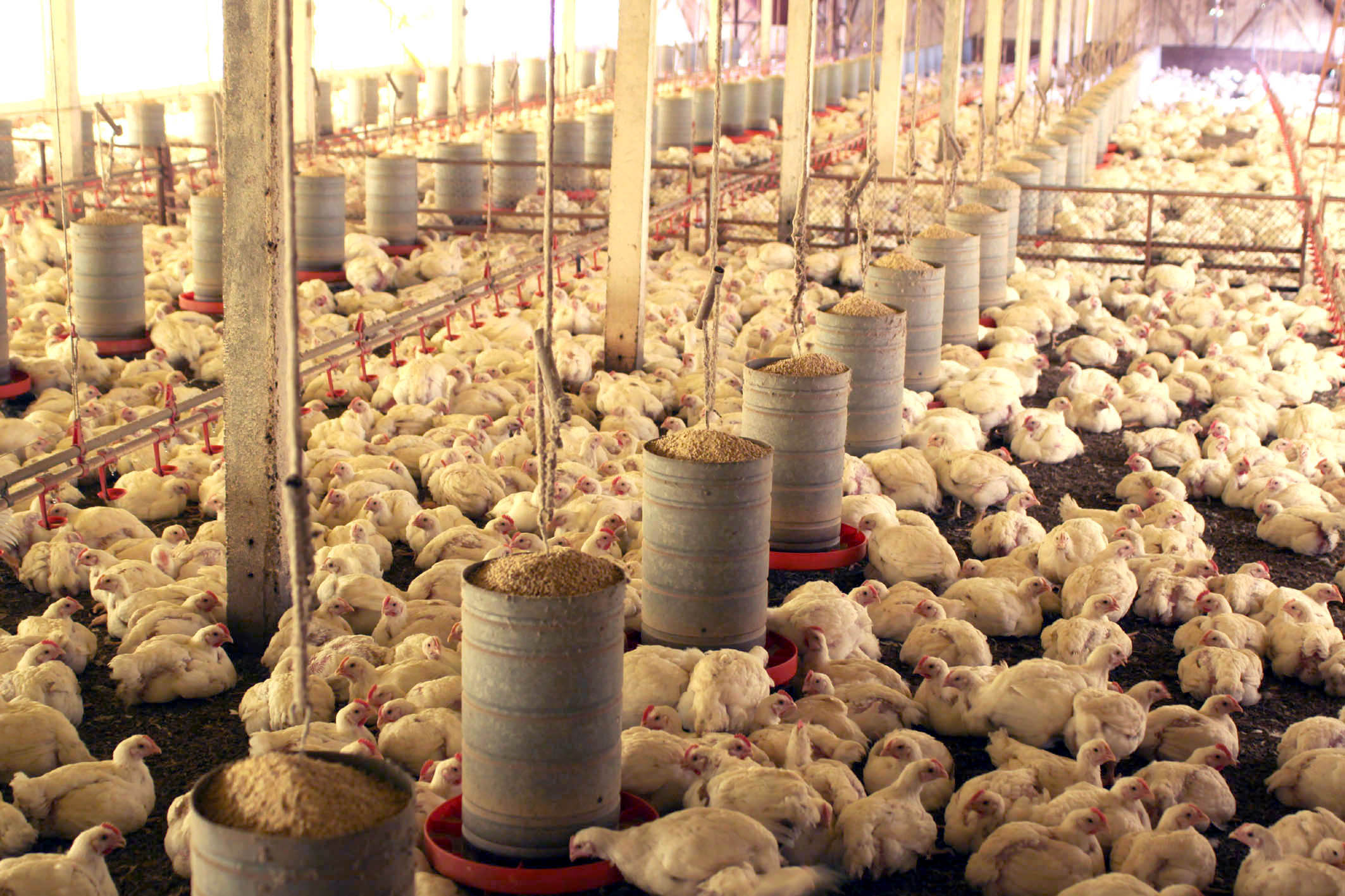 Avicultura enfrenta desafios por competitividade