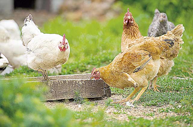 Nova regra beneficia pequenos avicultores em MG