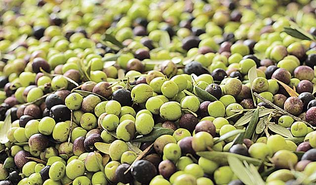 Produção de azeite tem dobradinha entre BA e MG