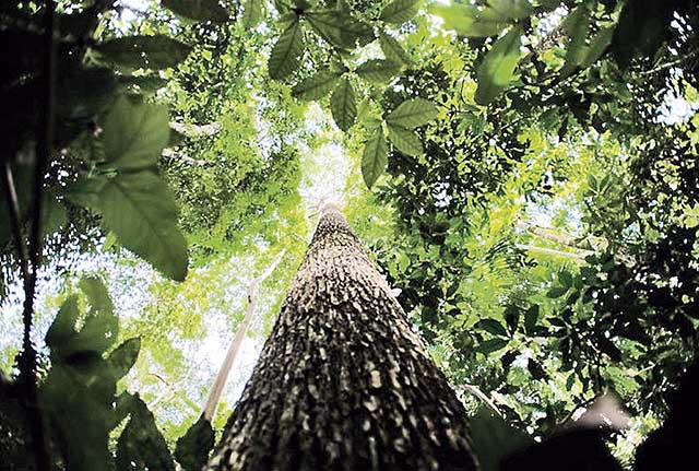 O Brasil conta ao todo com 311,6 milhões de hectares de florestas | Crédito: MARCELO CAMARGO / AGÊNCIA BRASIL