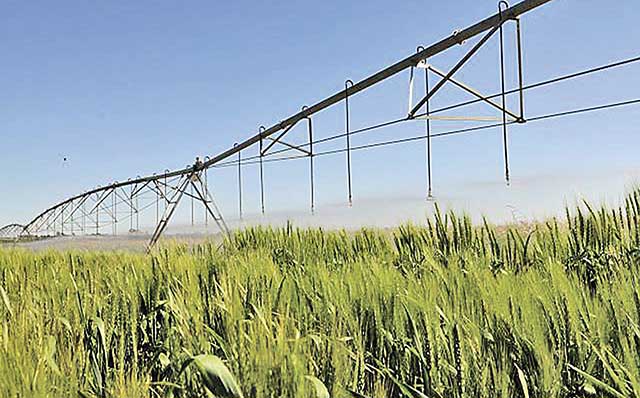 A maior utilização da irrigação é considerada importante para o desenvolvimento da produção agrícola e pecuária do País | Crédito: Zineb Benchekchou