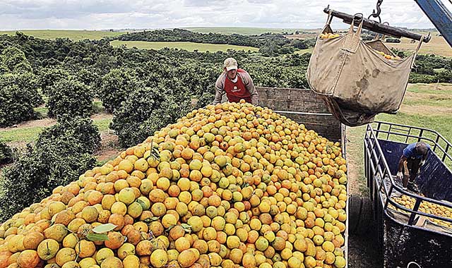 Além dos efeitos esperados da bienalidade da cultura, condições climáticas adversas, como a seca, devem afetar produção 
 | Crédito: Paulo Whitaker/Reuters