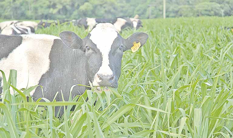 Representantes da pecuária leiteira apresentaram ao Ministério da Agricultura uma série de propostas para a melhoria da cadeia produtiva | Crédito: Embrapa