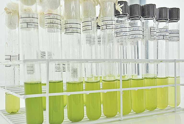Pesquisa desenvolve corante à base de microalga