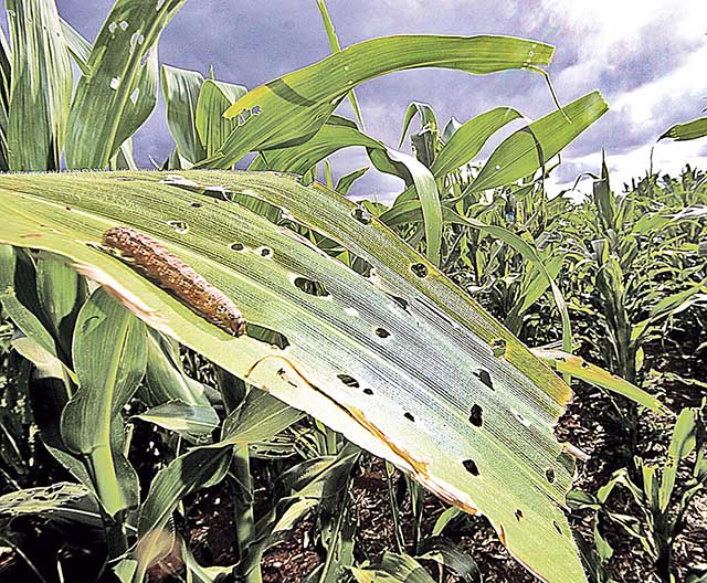 Novo bioinseticida atua no controle de lagartas