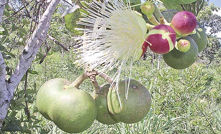 Alta mortalidade de pequizeiros no Norte de Minas será pesquisada