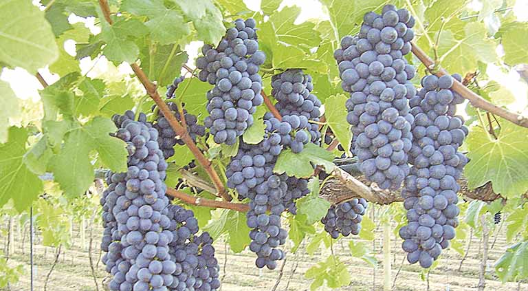 Epamig e Embrapa firmam parceria para projetos de vitivinicultura