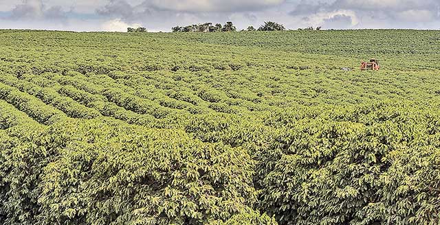 Brasil é modelo de desenvolvimento na agricultura