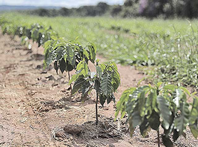 Os efeitos climáticos e a bienalidade negativa reduzirão a safra de café em Minas | Crédito: Amanda Perobelli/Reuters