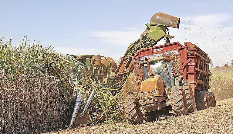 Início da nova safra de cana-de-açúcar será mais lento, com 169 usinas