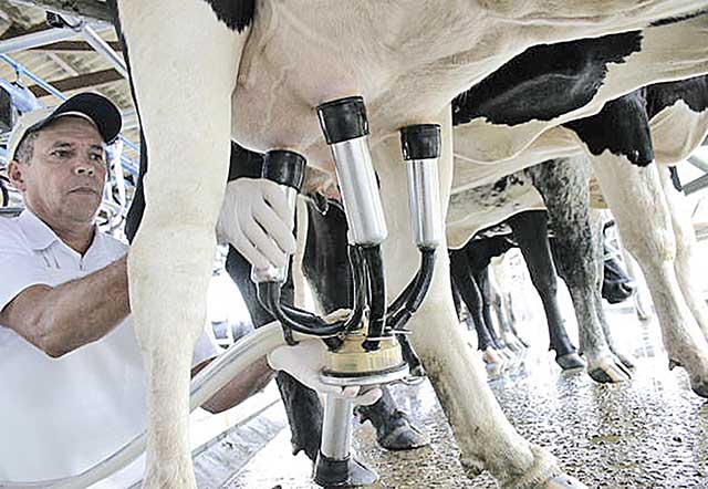 Preço do leite para os produtores cai pelo segundo mês consecutivo