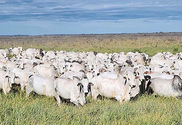 O pasto é dividido em pequenas áreas cercadas e é feita a rotatividade por esses piquetes | Crédito: Calil Neto