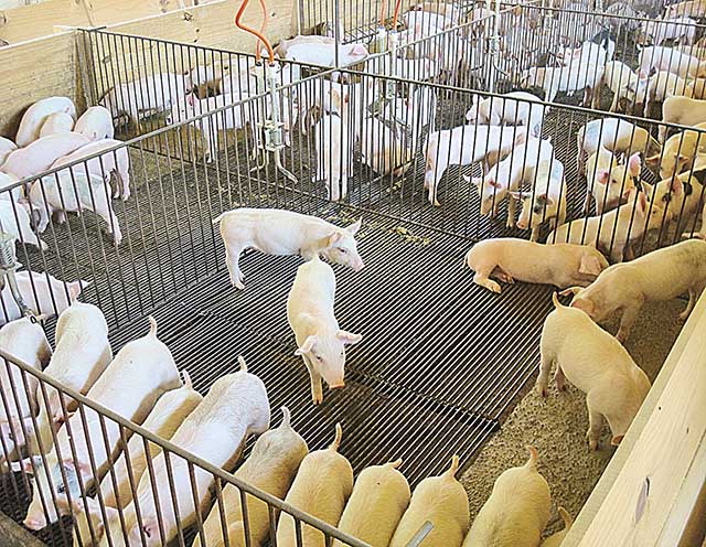 Abate de suínos e frangos registra crescimento no Estado, diz o IBGE