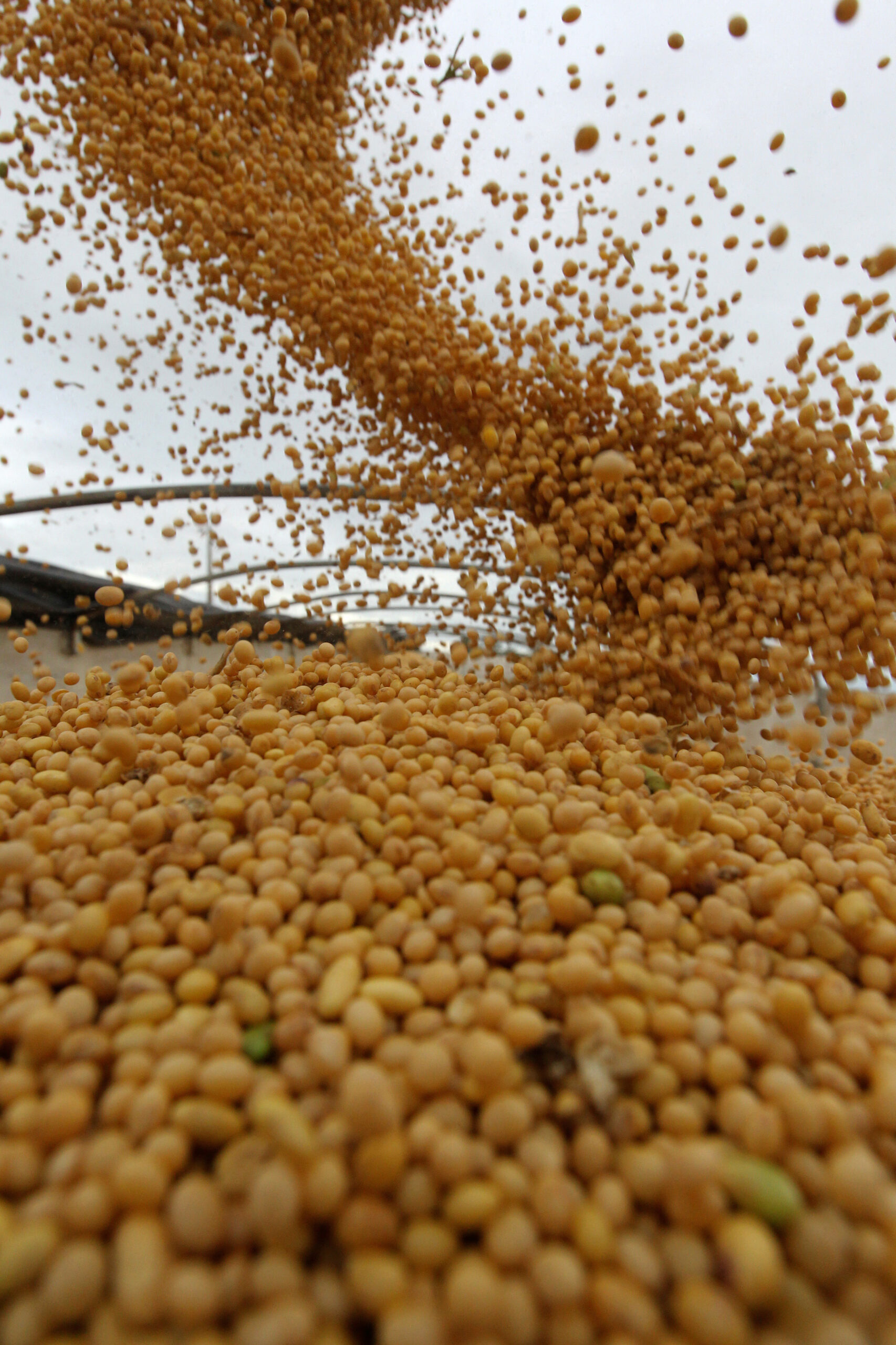 Safras vê exportação de soja do Brasil em 86 mi t em 2021 e menor processamento