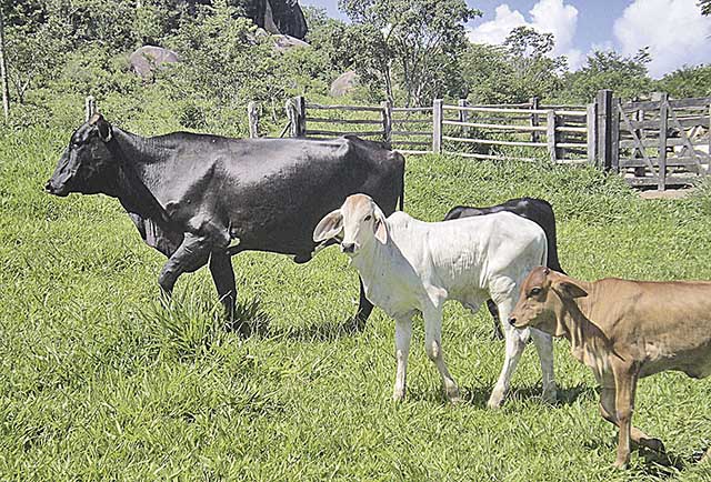 Os desembolsos do PAP para a pecuária mineira registraram crescimento de 13,45% | Crédito:  Paulo Cunha / Outra Visao