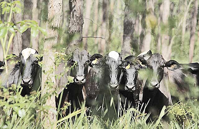 China e Brasil vão unir forças para expandir investimentos no Agro