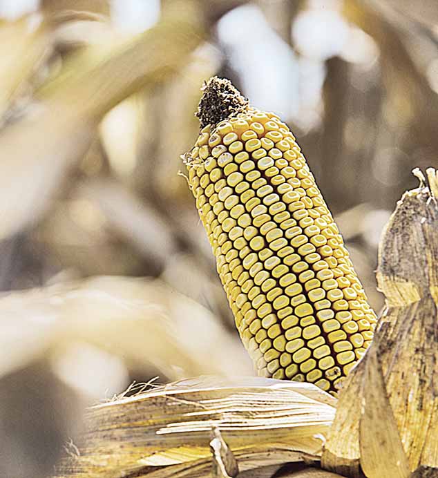 Bioinsumo vai ajudar milho a suportar seca