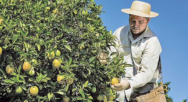 Projeto, executado desde janeiro, atende a produtores de citrus (laranja, limão, mexerica) e terá duração de dois anos | Crédito: Bento Viana