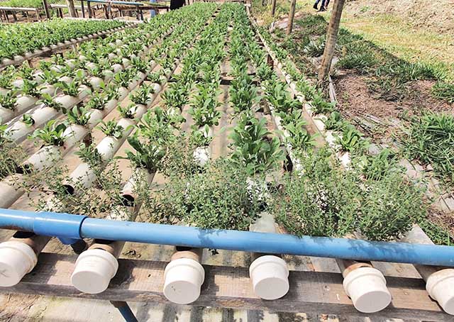 Epamig desenvolve trabalhos para melhorar usos de cultivo protegido no Estado