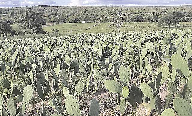 Palma é opção para alimentação do rebanho