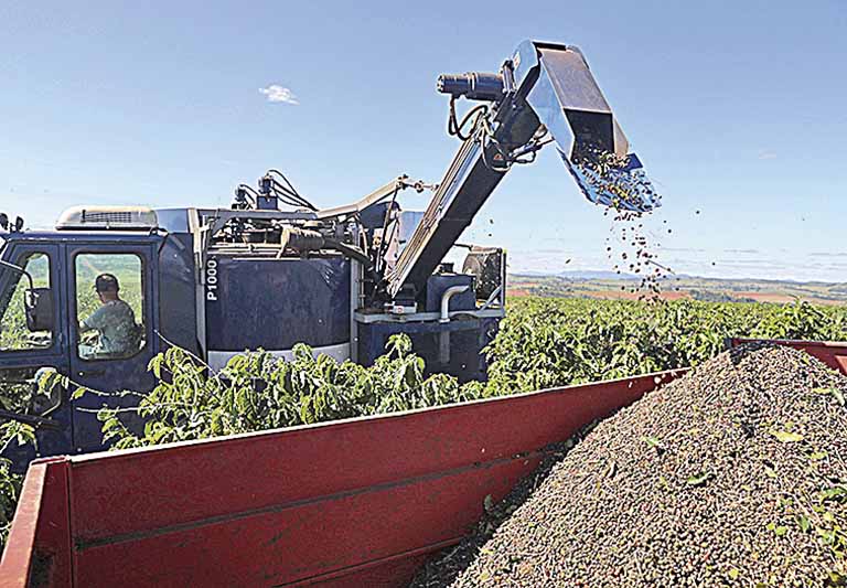 Volume de café produzido em Minas contribuiu para bom desempenho | Crédito: Amanda Perobelli/Reuters