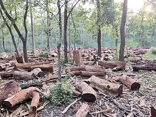 Preservação ambiental na pauta dos executivos