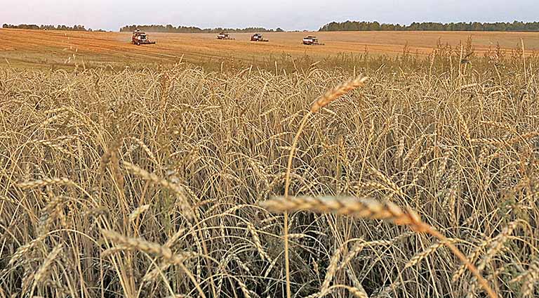 Trigo surge como boa opção ao milho para ração animal